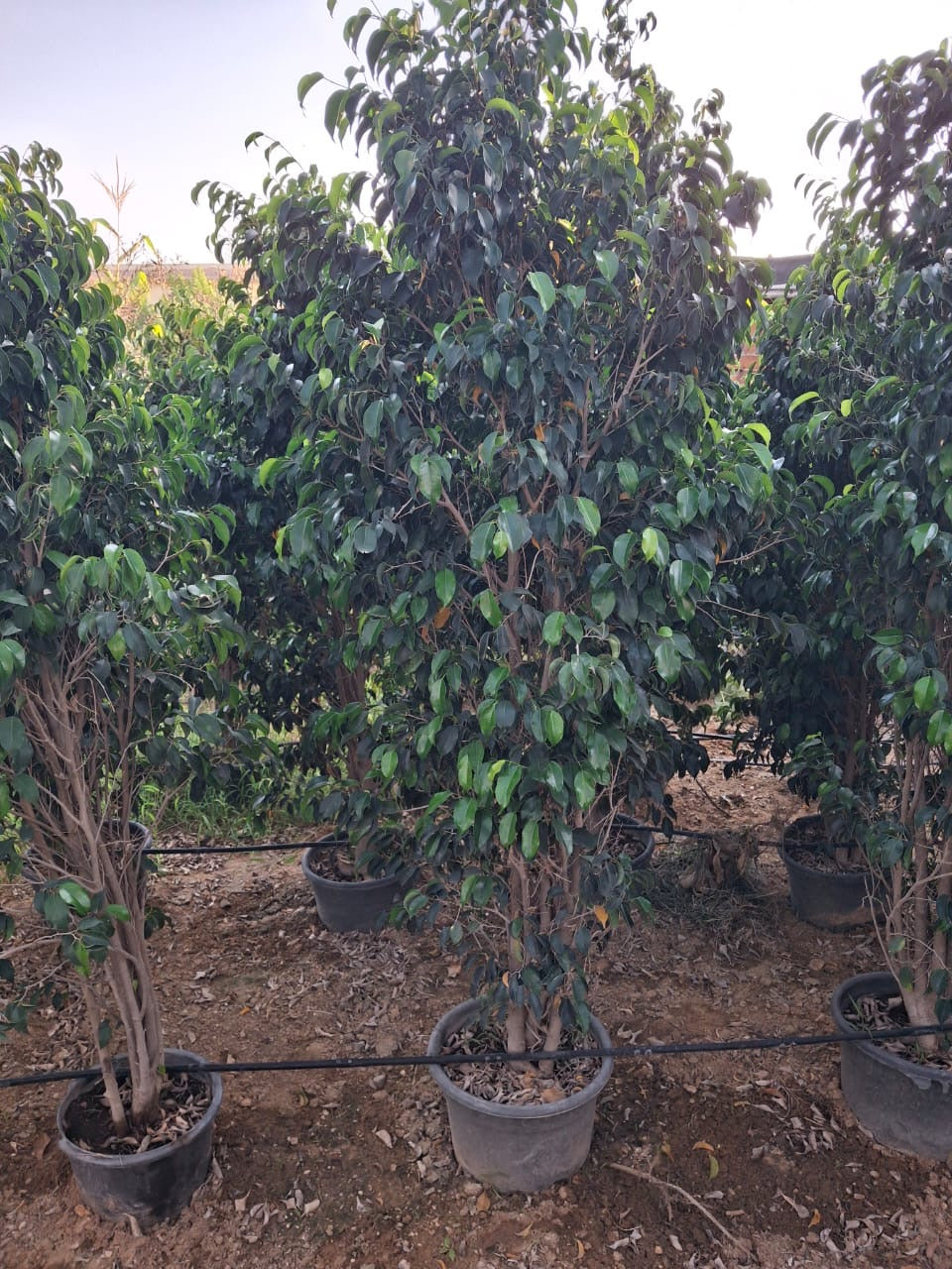 Ficus Benjamina