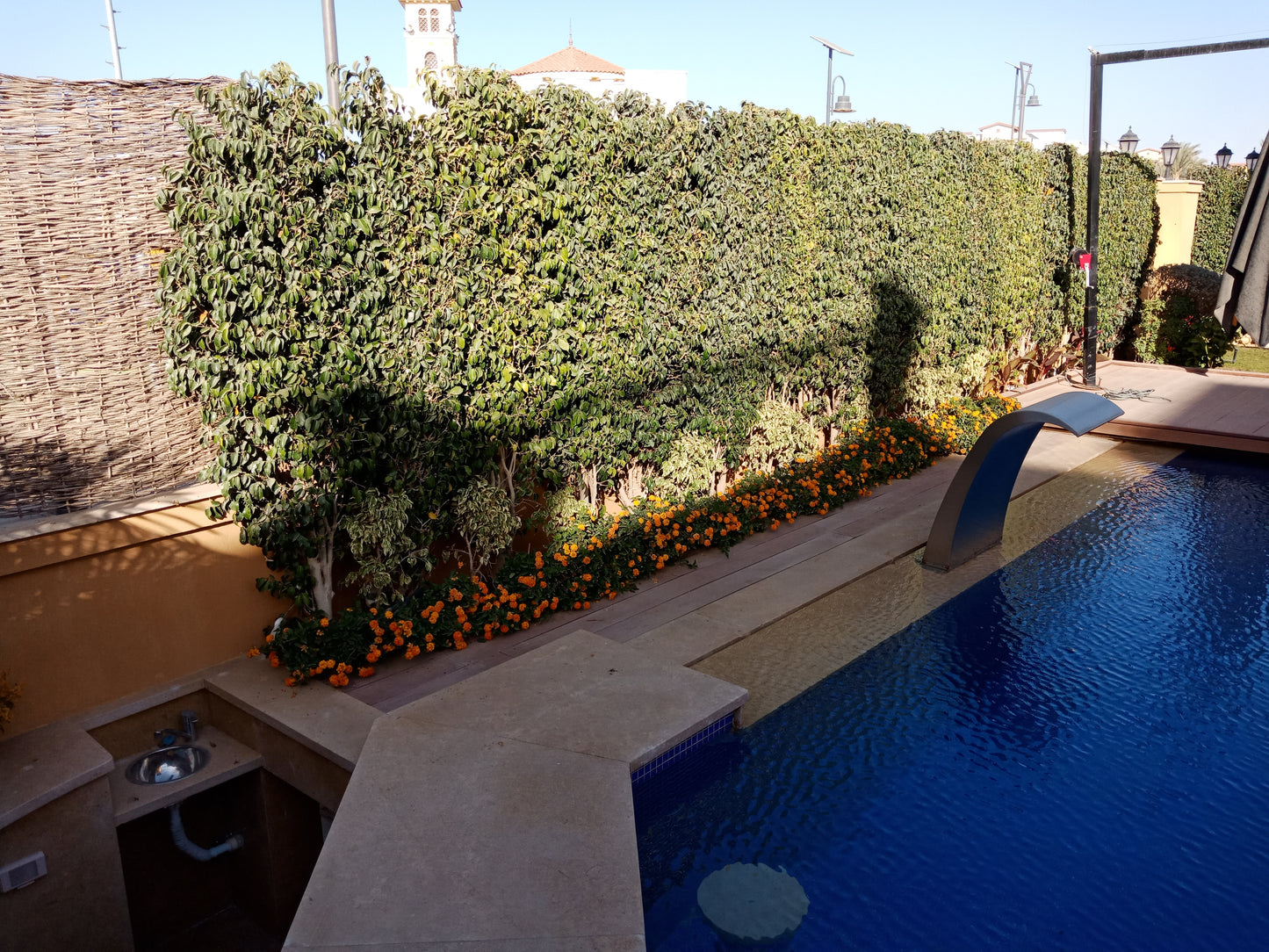 Ficus Benjamina