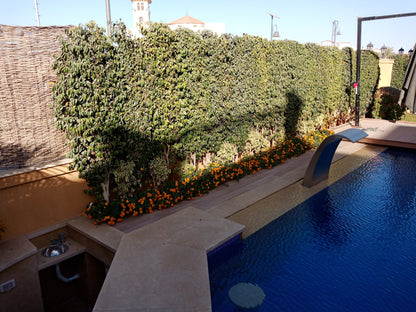 Ficus Benjamina