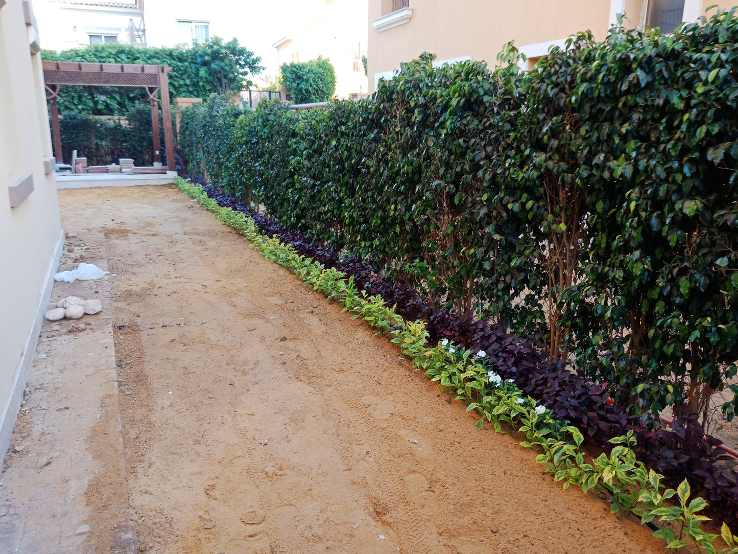 Ficus Benjamina