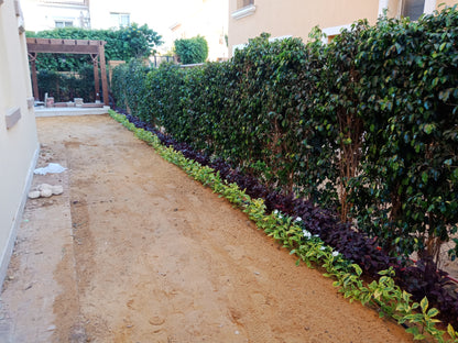 Ficus Benjamina