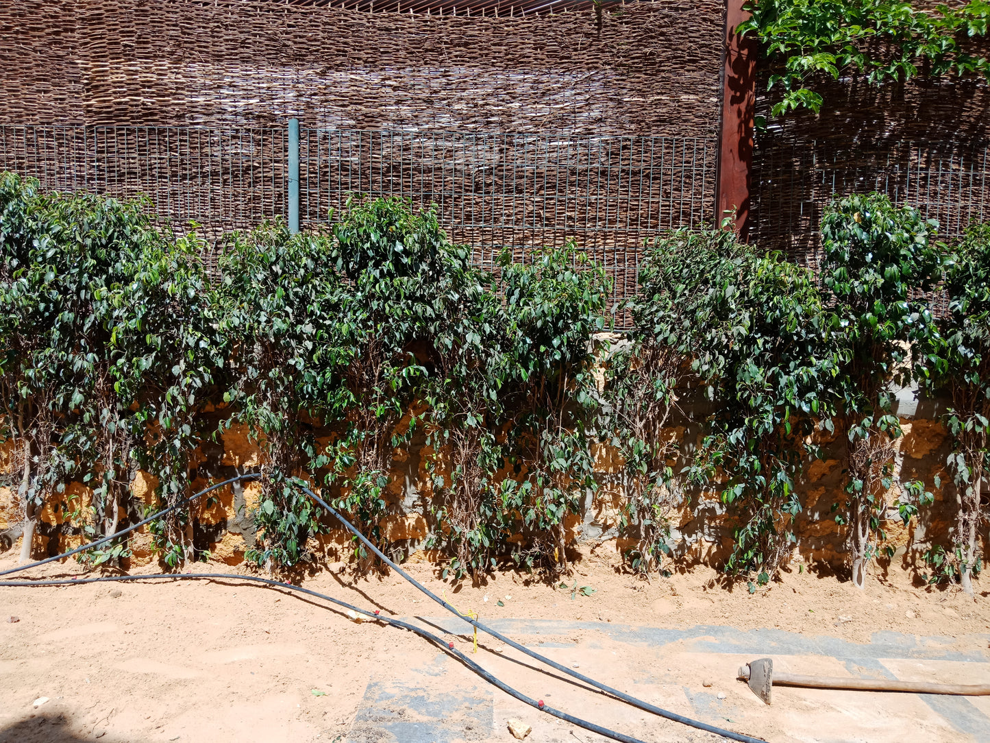 Ficus Benjamina