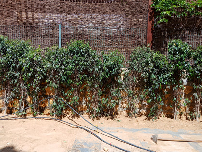 Ficus Benjamina