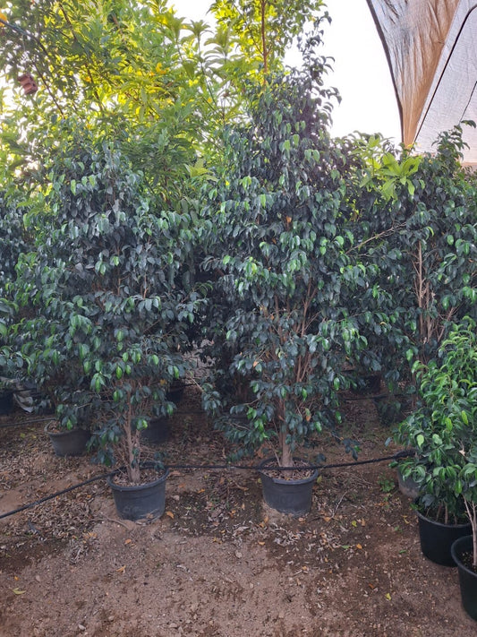Ficus Benjamina