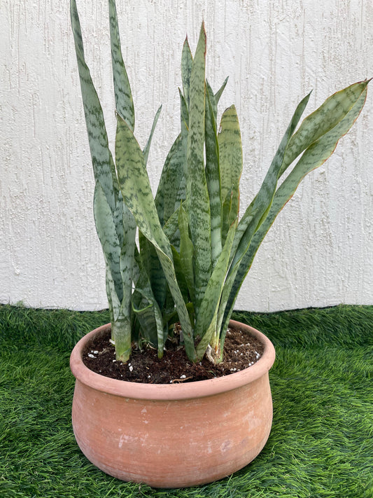 Sansevieria Zeylanica – Snake Plant