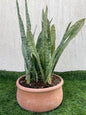 Sansevieria Zeylanica – Snake Plant