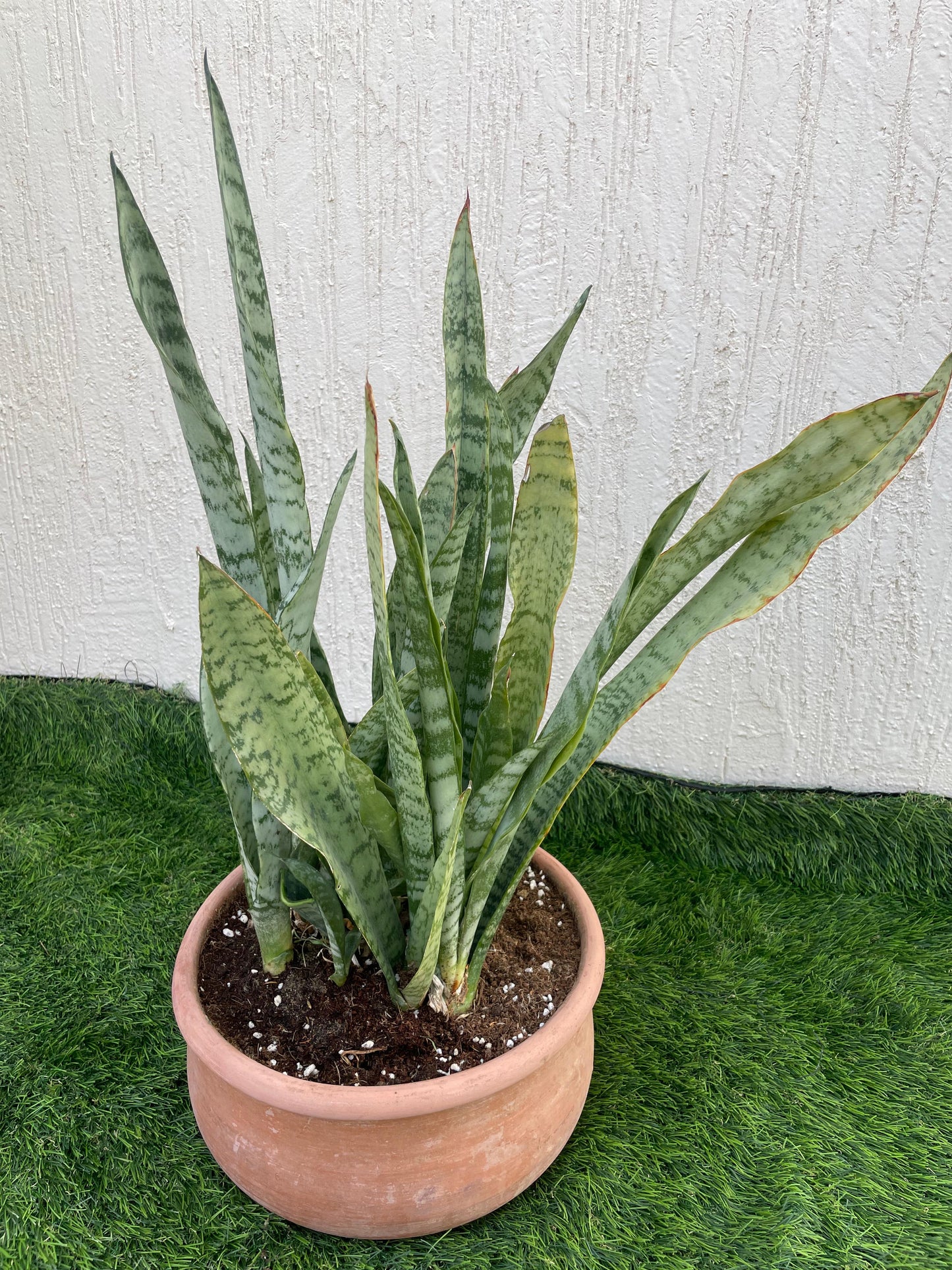 Sansevieria Zeylanica – Snake Plant