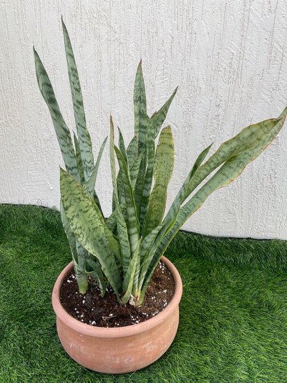 Sansevieria Zeylanica – Snake Plant