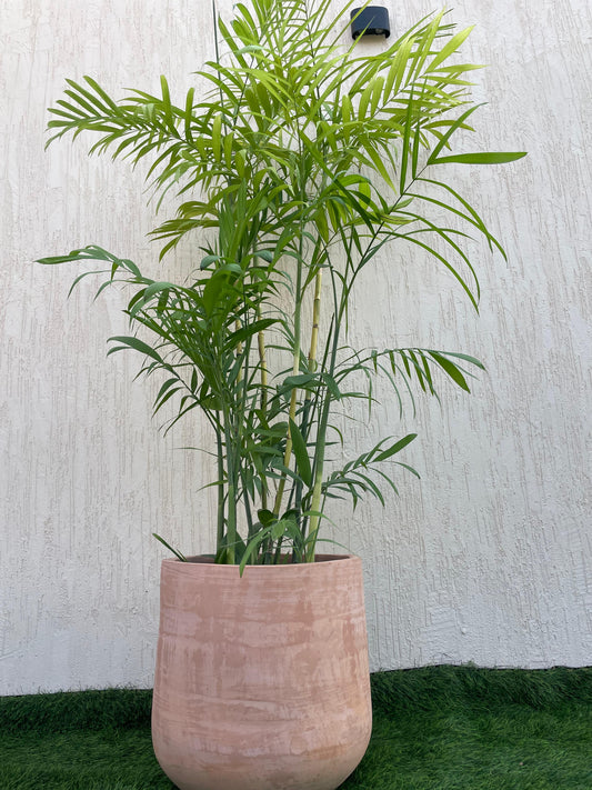 Chamaedorea Elegans Palm