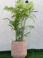 Chamaedorea Elegans Palm