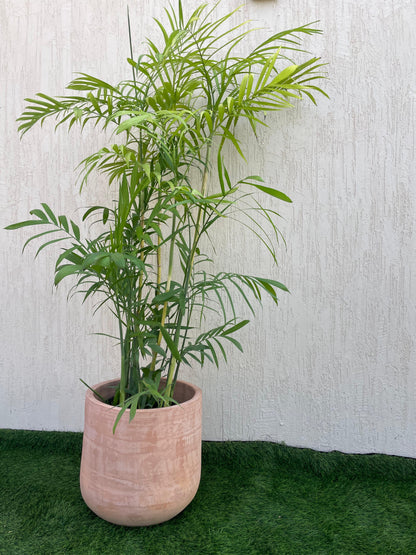 Chamaedorea Elegans Palm
