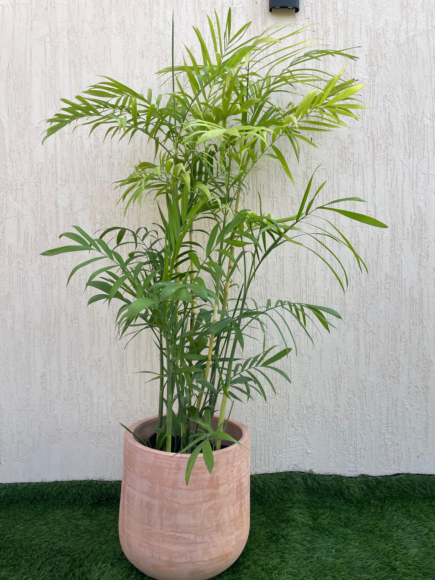 Chamaedorea Elegans Palm