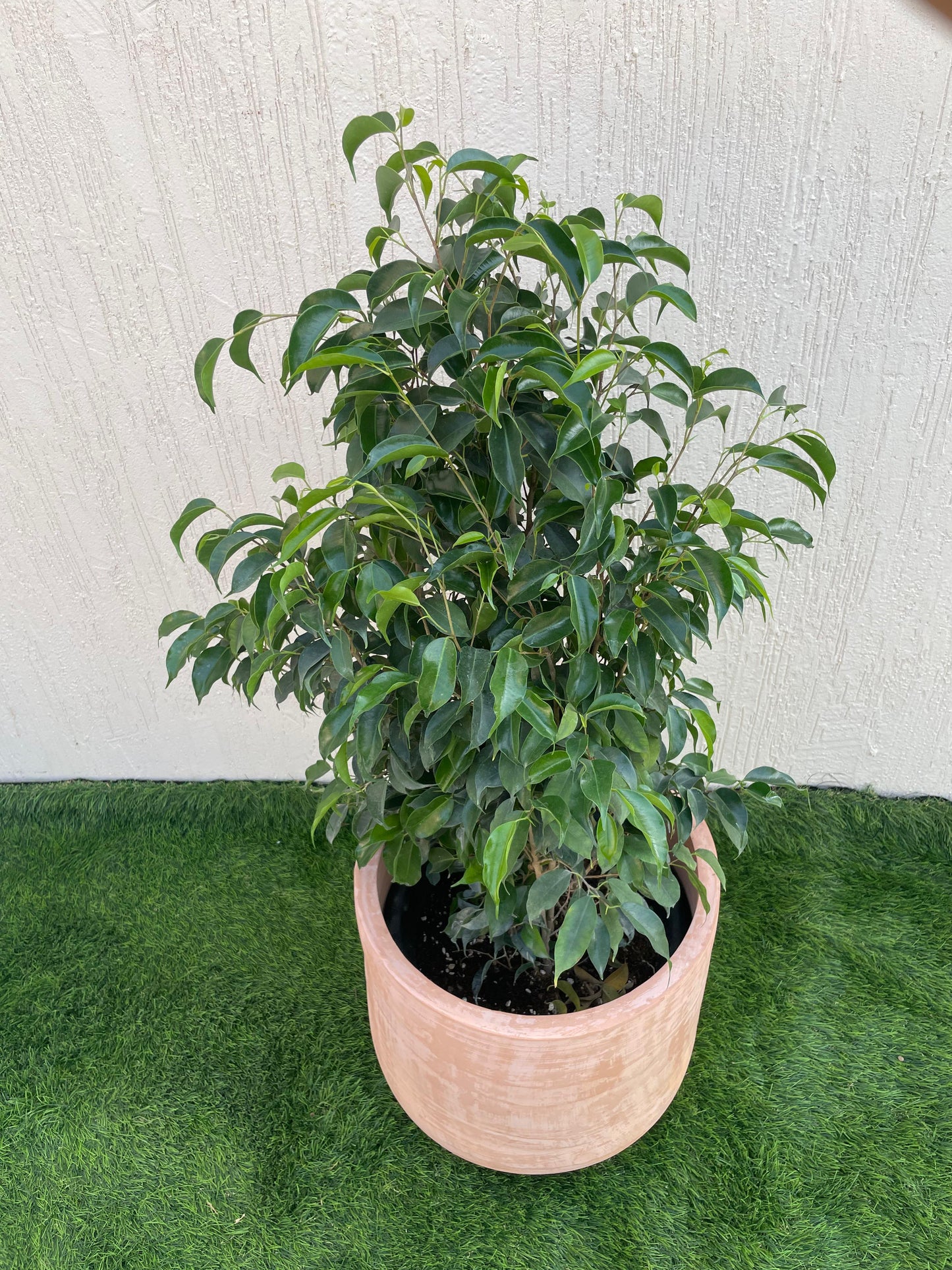 Ficus Benjamina