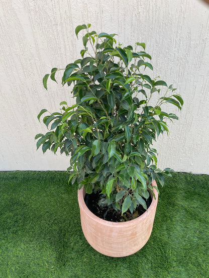 Ficus Benjamina