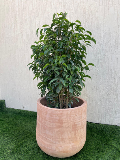 Ficus Benjamina