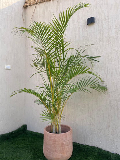 Areca Palm