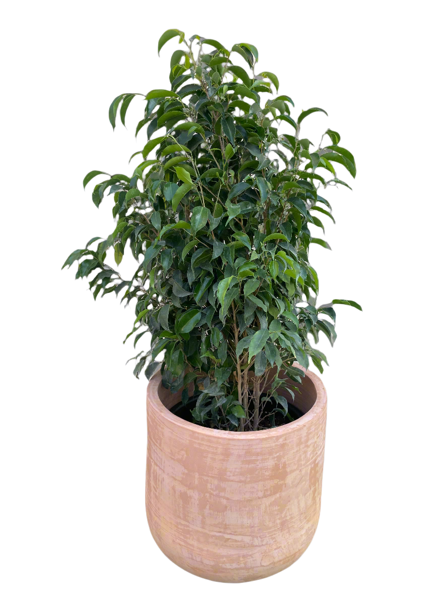 Ficus Benjamina