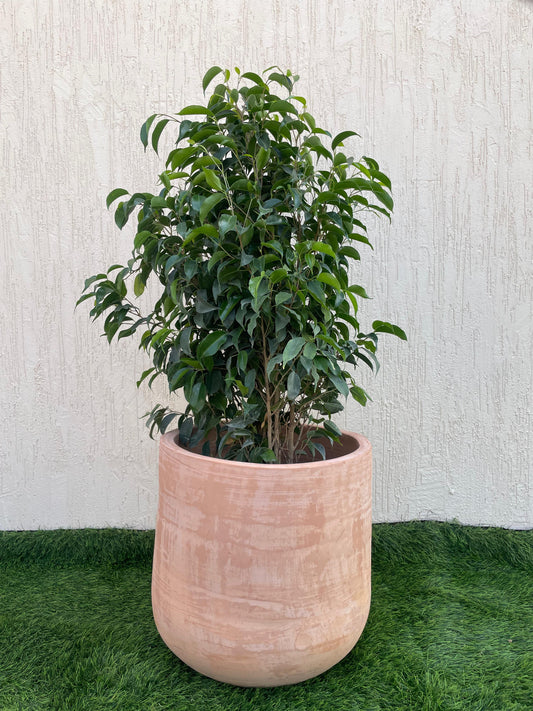 Ficus Benjamina