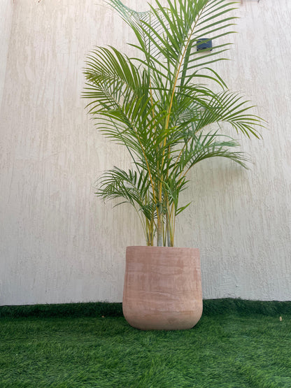 Areca Palm