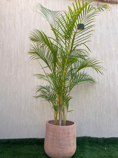 Areca Palm