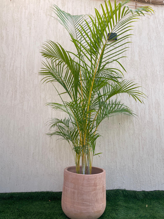 Areca Palm