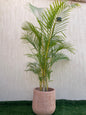 Areca Palm
