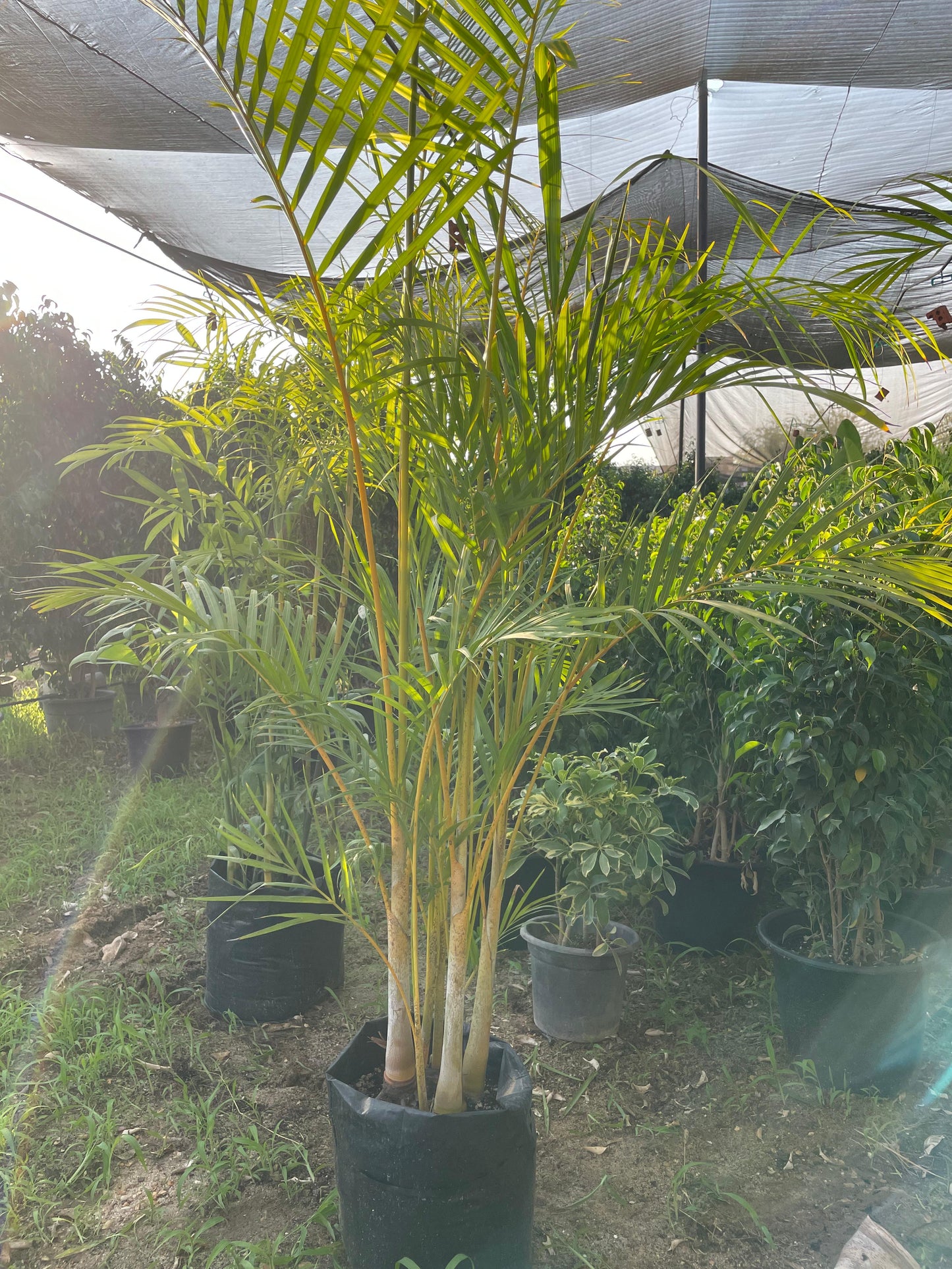 Areca Palm