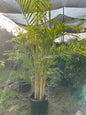 Areca Palm