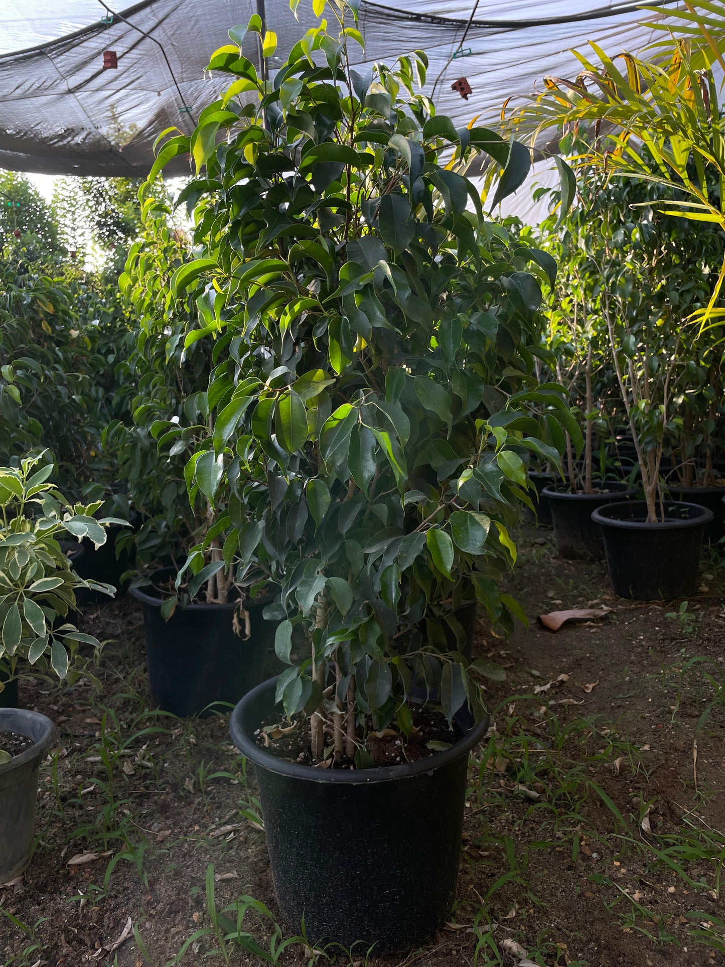 Ficus Benjamina