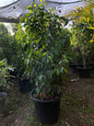 Ficus Benjamina