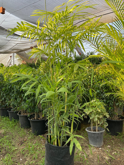 Chamaedorea Elegans Palm