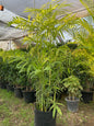 Chamaedorea Elegans Palm